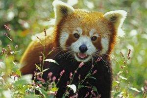 red Panda, Animals