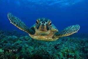 sea, Nature, Animals, Underwater, Turtle