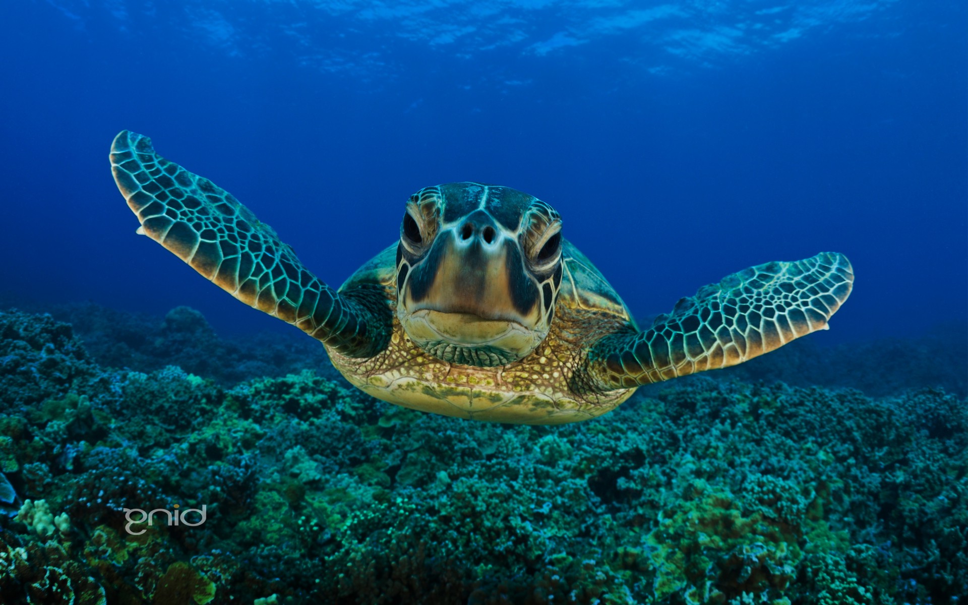sea, Nature, Animals, Underwater, Turtle Wallpaper
