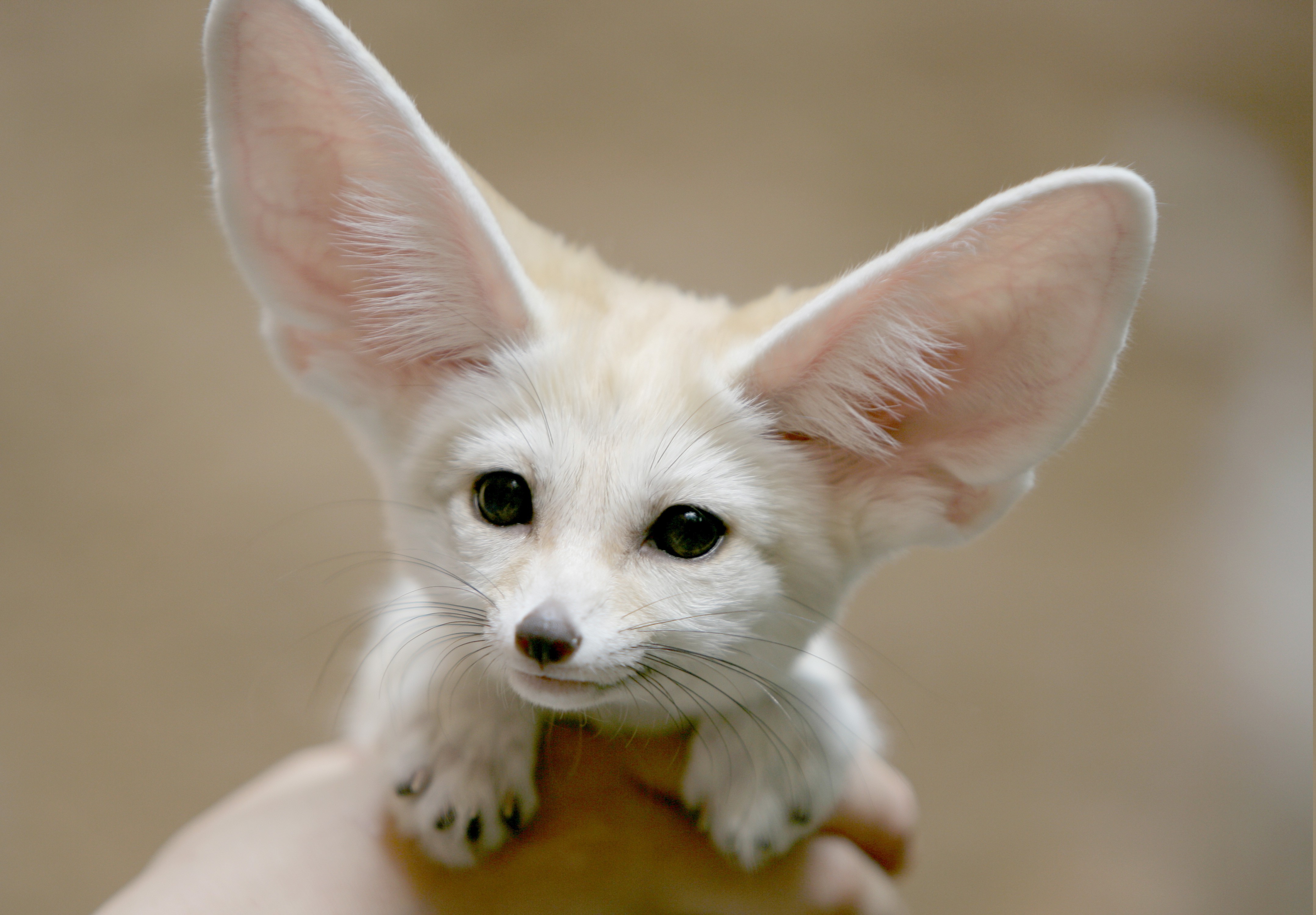 Fennec, Fox, Animals Wallpapers Hd / Desktop And Mobile Backgrounds
