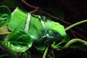 iguana, Reptile, Leaves, Leopard Geckos, Animals