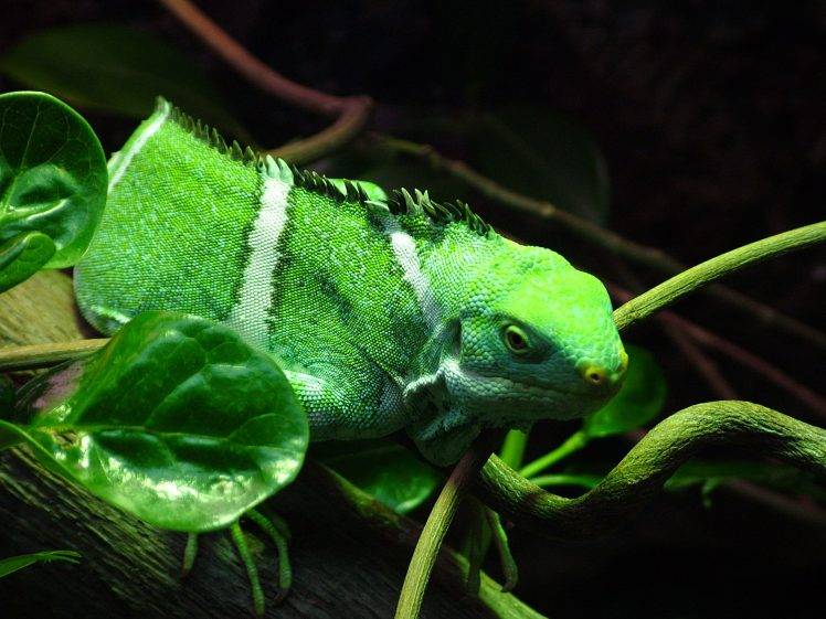 iguana, Reptile, Leaves, Leopard Geckos, Animals HD Wallpaper Desktop Background