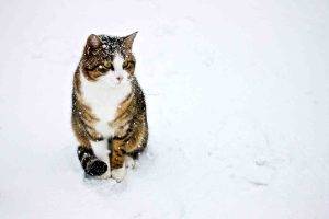 cat, Snow, Animals