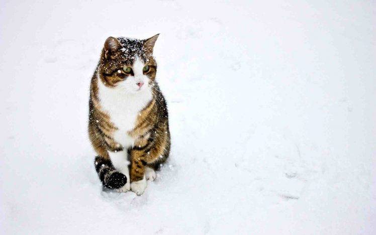 cat, Snow, Animals HD Wallpaper Desktop Background