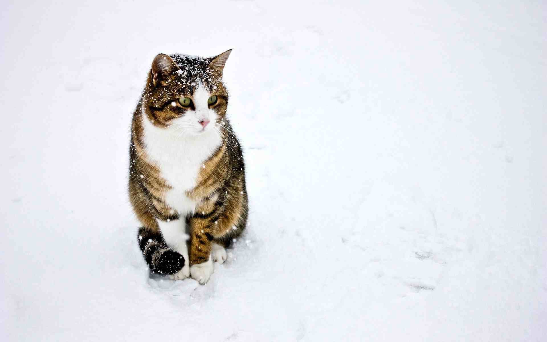 cat, Snow, Animals Wallpaper