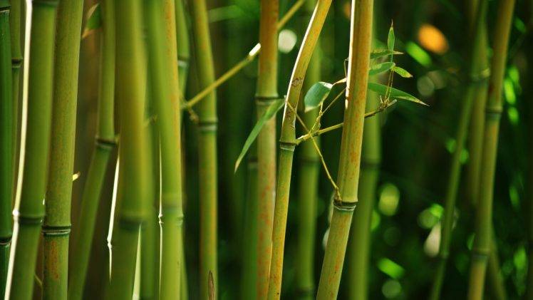 nature, Bamboo HD Wallpaper Desktop Background