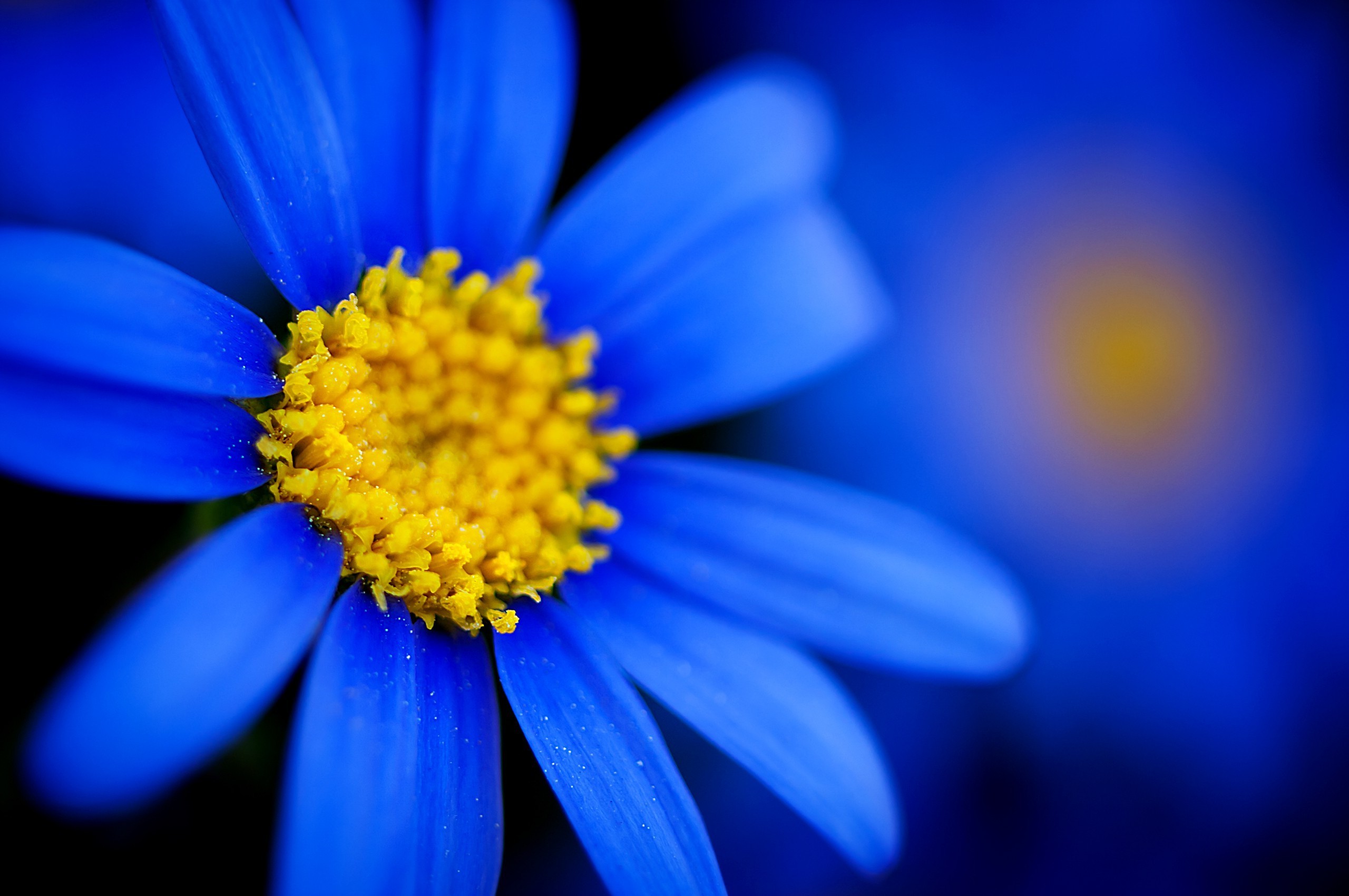 macro, Flowers, Blue Flowers Wallpaper