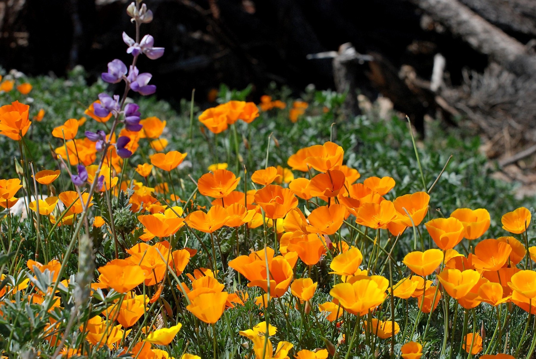 poppies, Flowers, Nature, Yellow Flowers Wallpapers HD / Desktop and ...