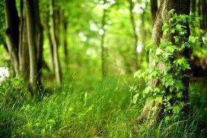 leaves, Trees, Grass, Nature, Depth Of Field