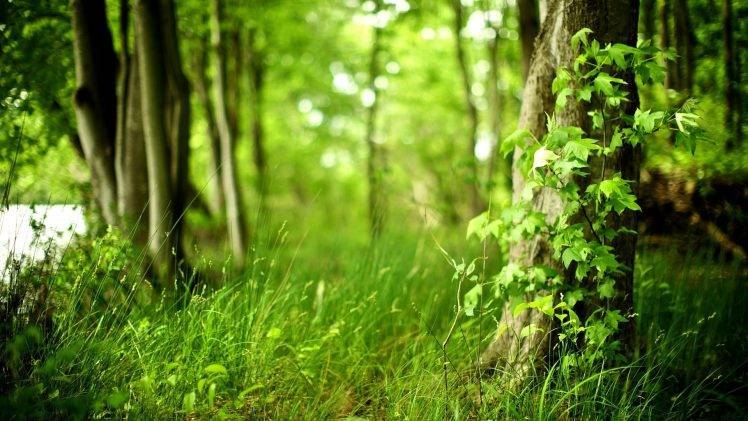 leaves, Trees, Grass, Nature, Depth Of Field HD Wallpaper Desktop Background