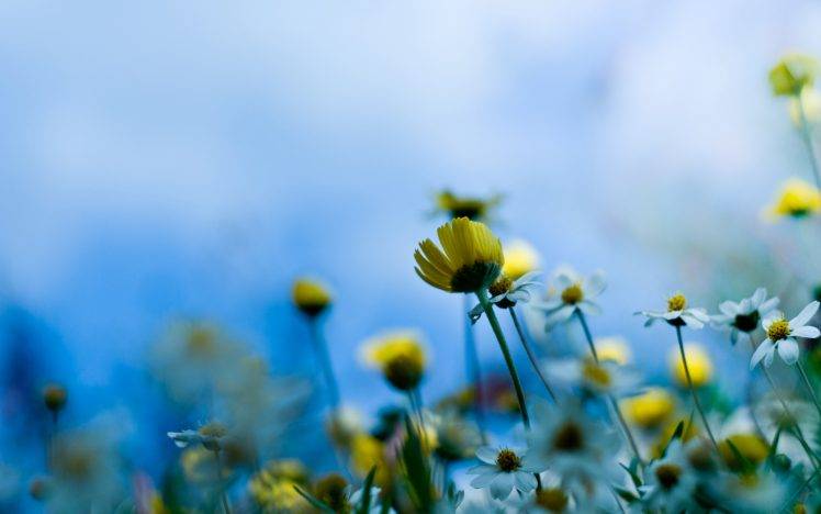 nature, Macro, Depth Of Field, Flowers HD Wallpaper Desktop Background