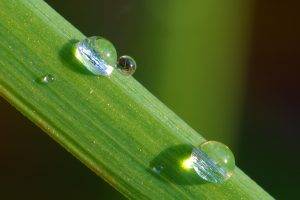 nature, Green, Macro, Water Drops, Dew