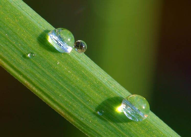 nature, Green, Macro, Water Drops, Dew HD Wallpaper Desktop Background