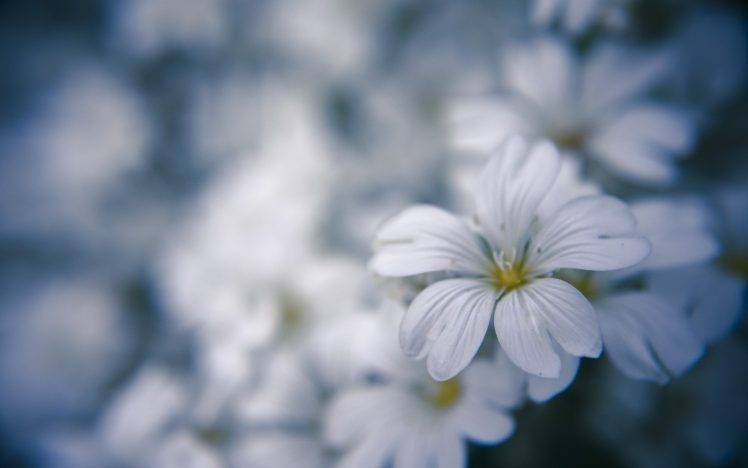 nature, Flowers, Depth Of Field, White, White Flowers HD Wallpaper Desktop Background