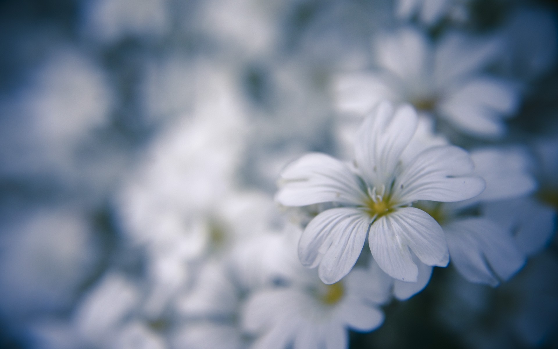 nature, Flowers, Depth Of Field, White, White Flowers Wallpaper