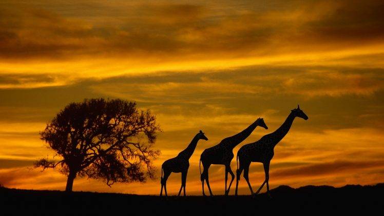 Africa, Giraffes, Animals, Wildlife, Sunset, Silhouette, Clouds, Sky, Trees HD Wallpaper Desktop Background