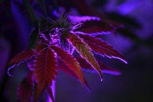 cannabis, Purple, Nature, Dark, Plants, Leaves, Macro, Depth Of Field