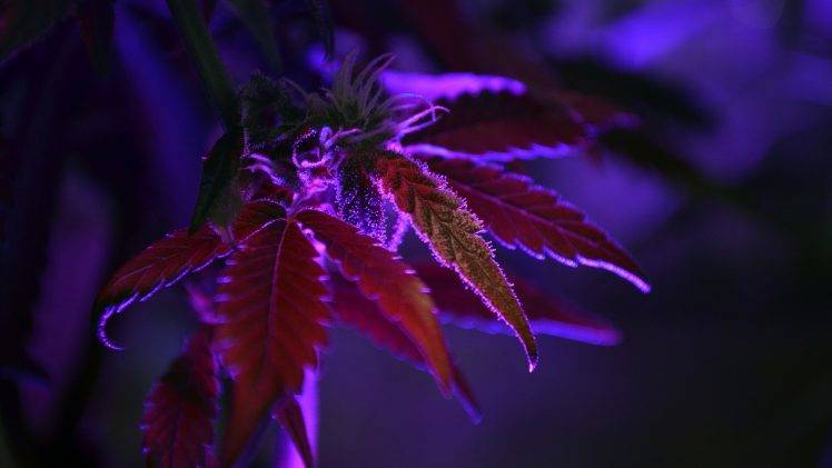 cannabis, Purple, Nature, Dark, Plants, Leaves, Macro, Depth Of Field HD Wallpaper Desktop Background