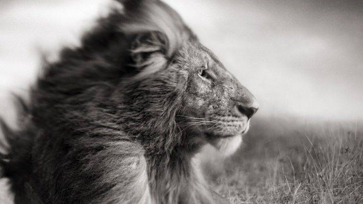 lion, Animals HD Wallpaper Desktop Background