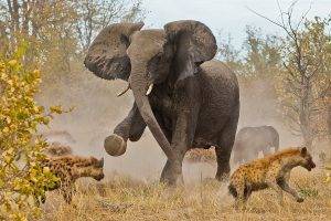 elephants, Hyenas, Animals