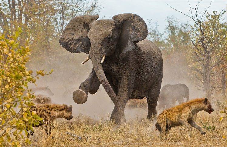 elephants, Hyenas, Animals HD Wallpaper Desktop Background