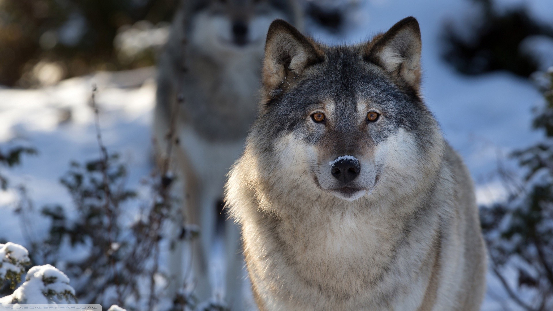 wolf, Animals, Nature, Wildlife Wallpapers HD / Desktop ...