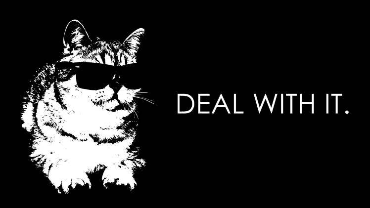 humor, Cat, Sunglasses HD Wallpaper Desktop Background