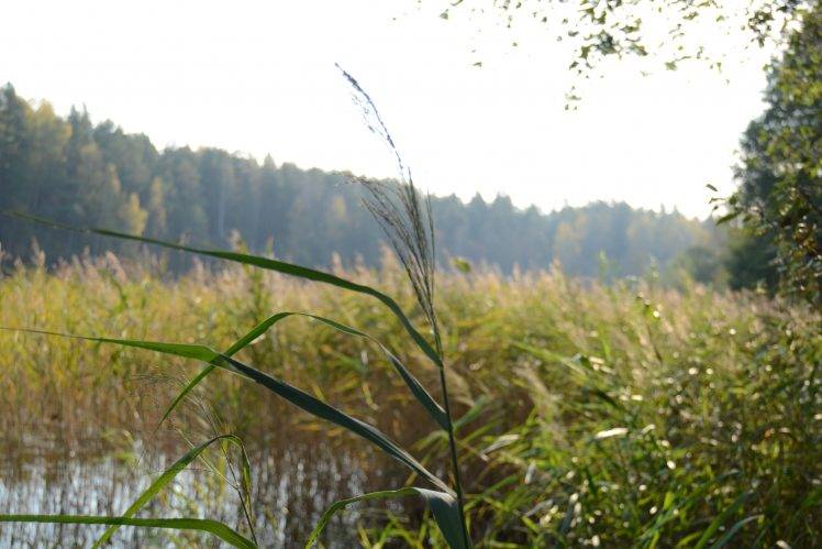 lake, Reeds HD Wallpaper Desktop Background