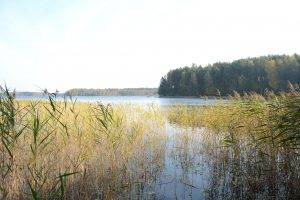 lake, Reeds