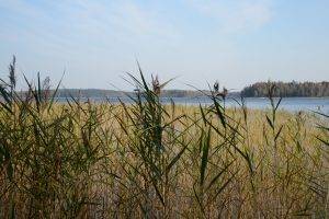 lake, Reeds