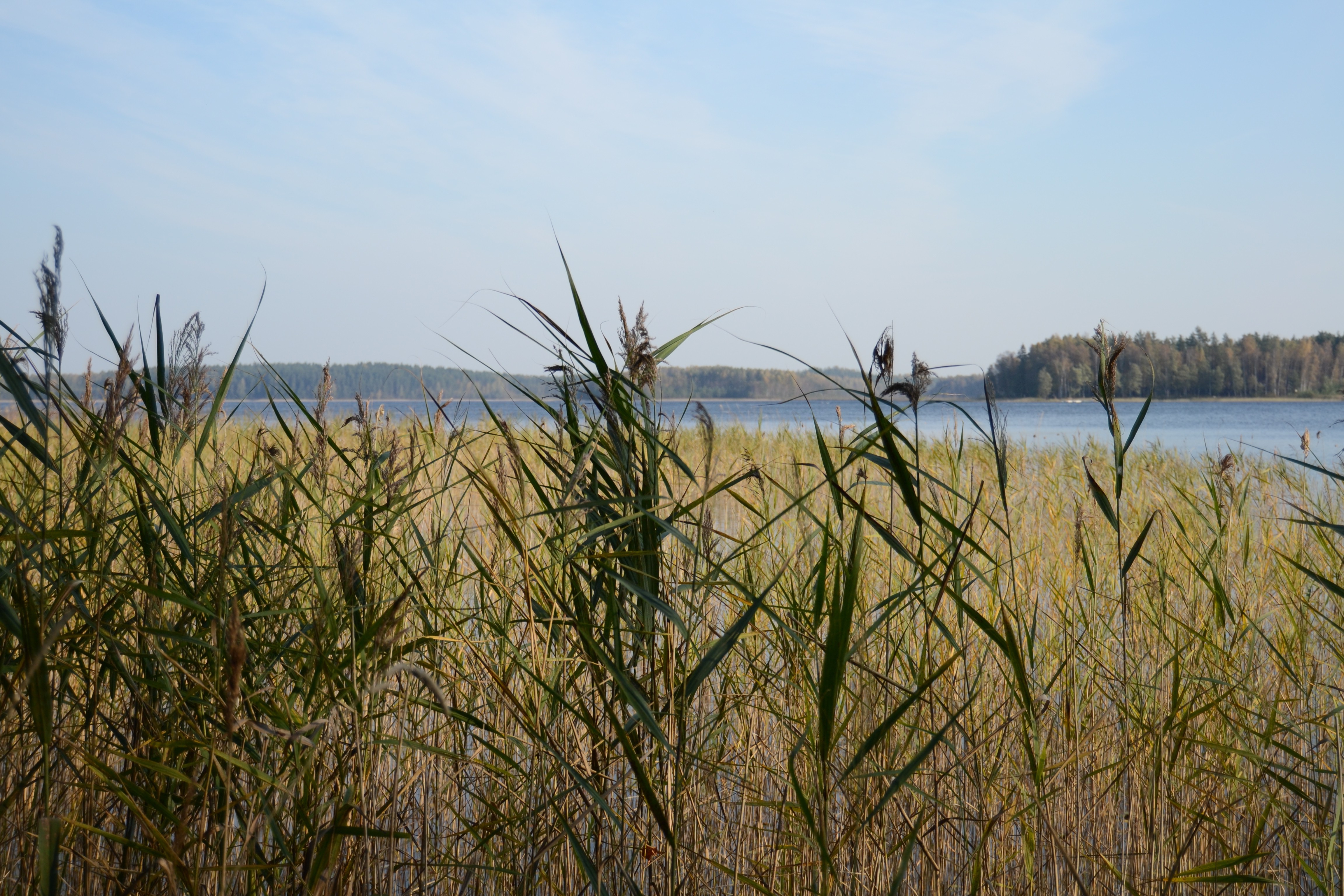 lake, Reeds Wallpaper