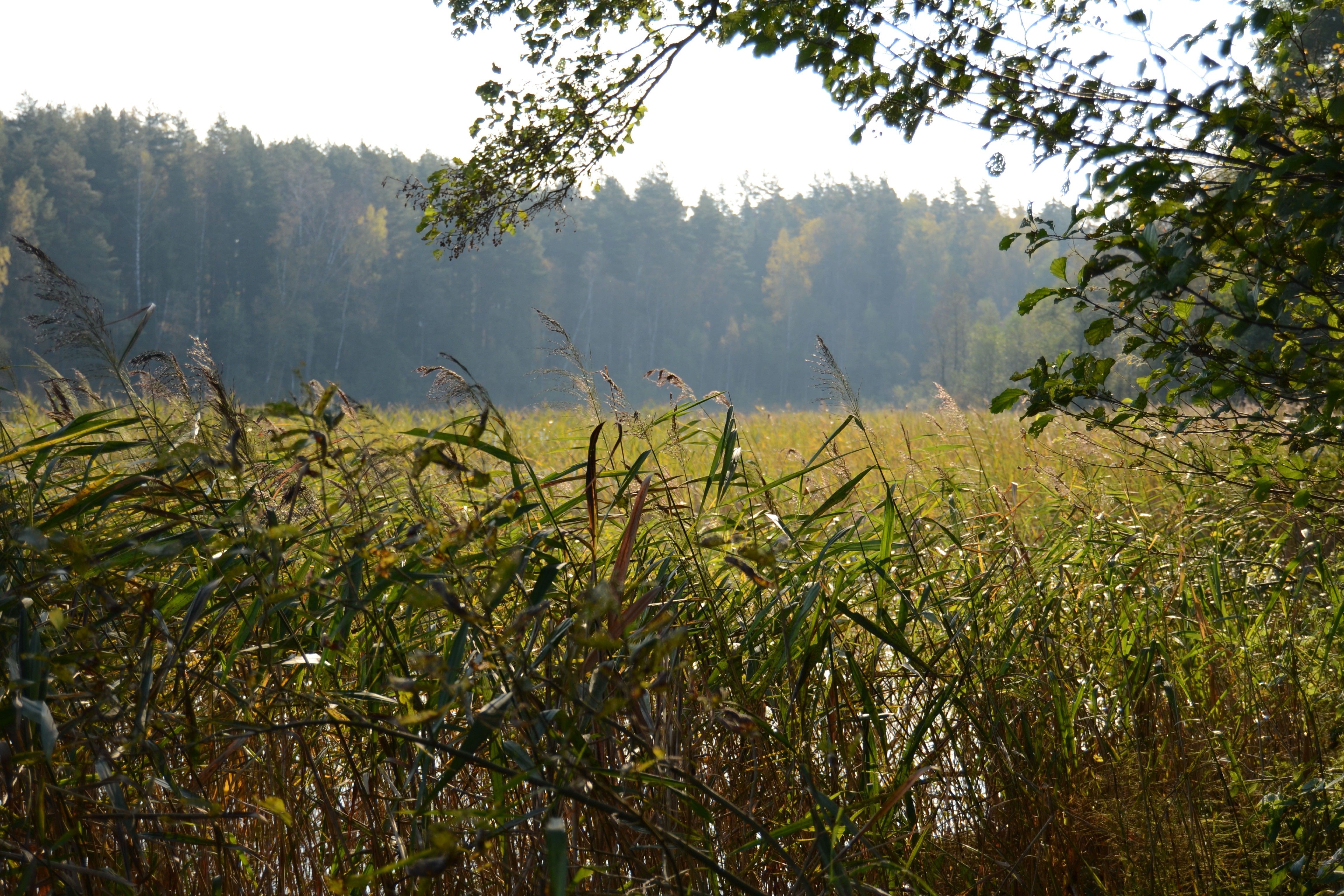 lake, Reeds Wallpaper
