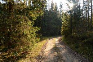 nature, Landscape, Trees, Sunlight, Path, Forest, Dirt Road