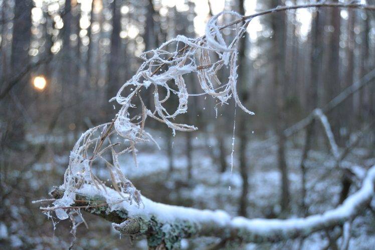 nature, Depth Of Field, Snow, Winter, Branch, Trees, Twigs HD Wallpaper Desktop Background