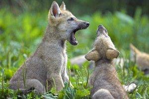 animals, Baby Animals, Nature, Wolf, Field, Yawning