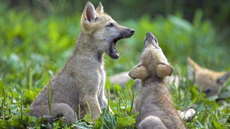 animals, Baby Animals, Nature, Wolf, Field, Yawning HD Wallpaper Desktop Background