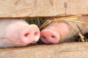 animals, Baby Animals, Nature, Pigs, Snouts, Fence, Wood, Pink