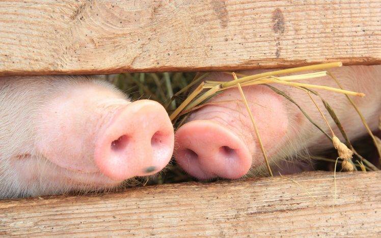 animals, Baby Animals, Nature, Pigs, Snouts, Fence, Wood, Pink HD Wallpaper Desktop Background