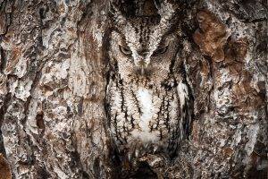 owl, Animals, Camouflage, Trees, Birds