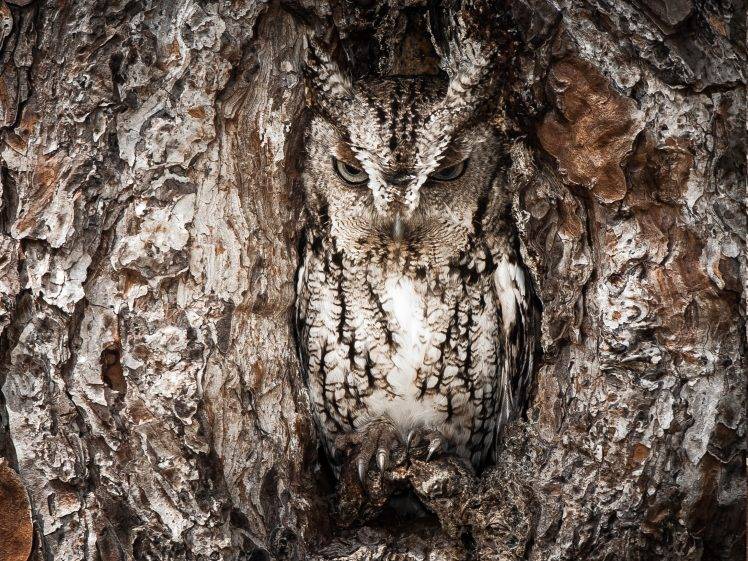 owl, Animals, Camouflage, Trees, Birds HD Wallpaper Desktop Background