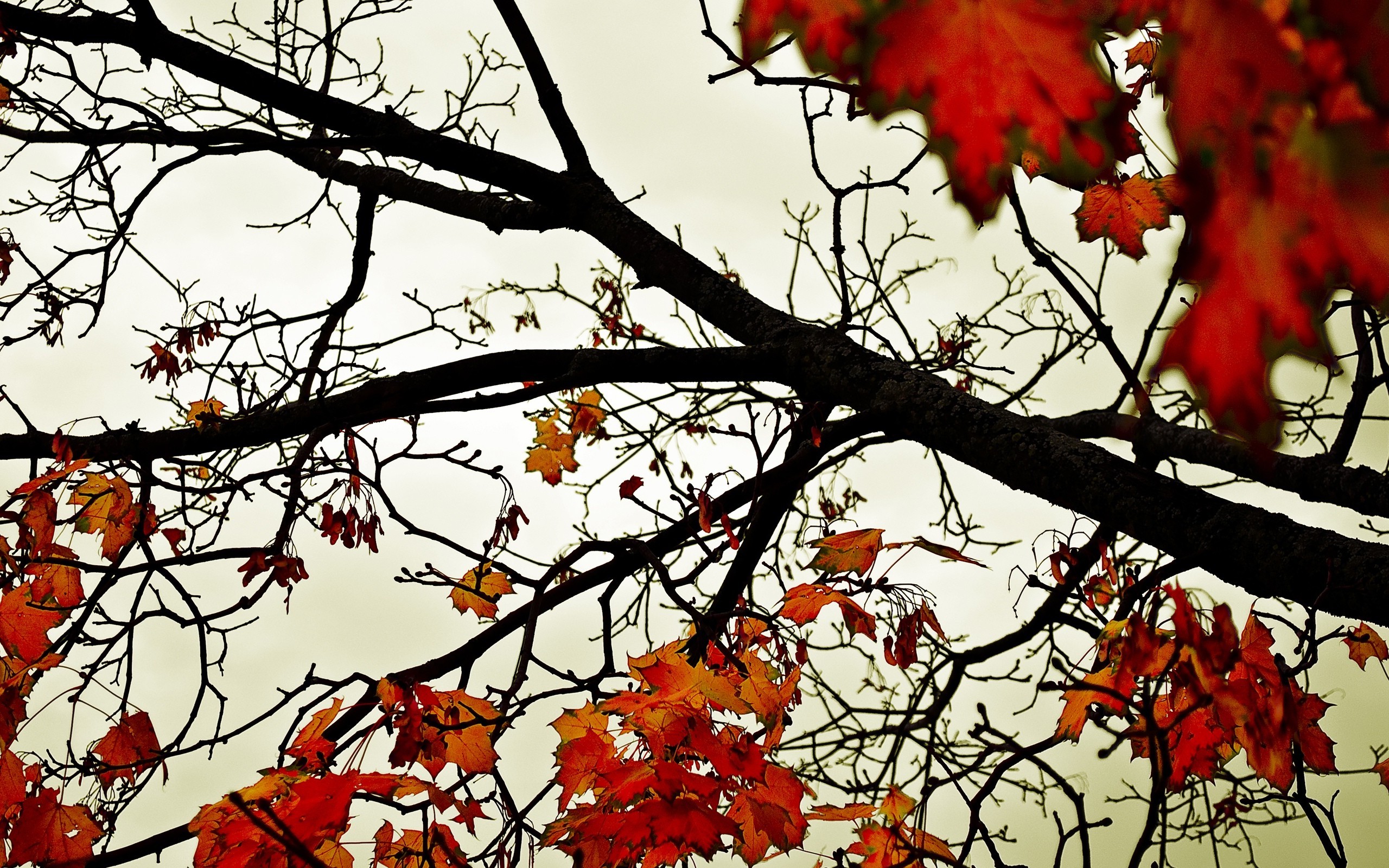 nature Wallpaper