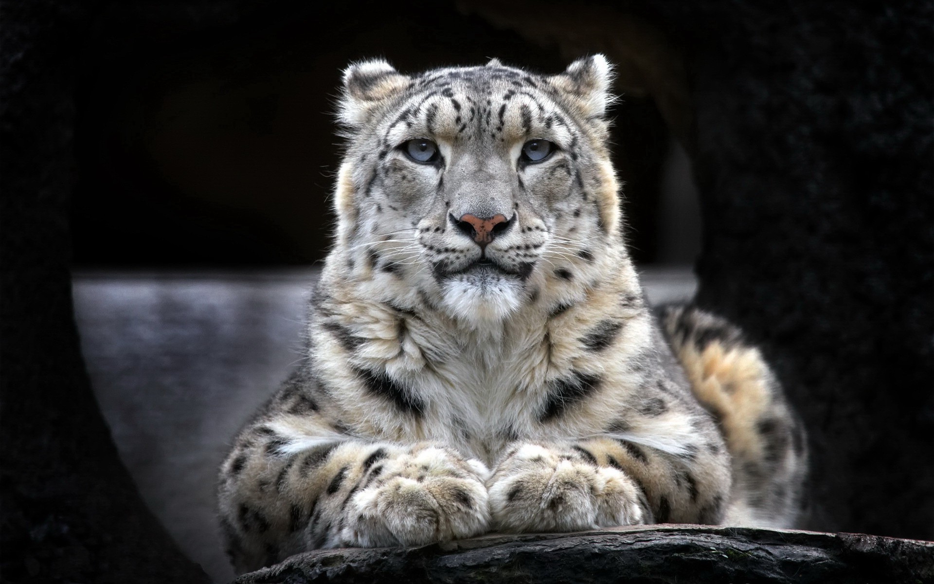 animals, Snow Leopards Wallpaper
