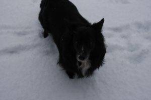 dog, Snow, Animals