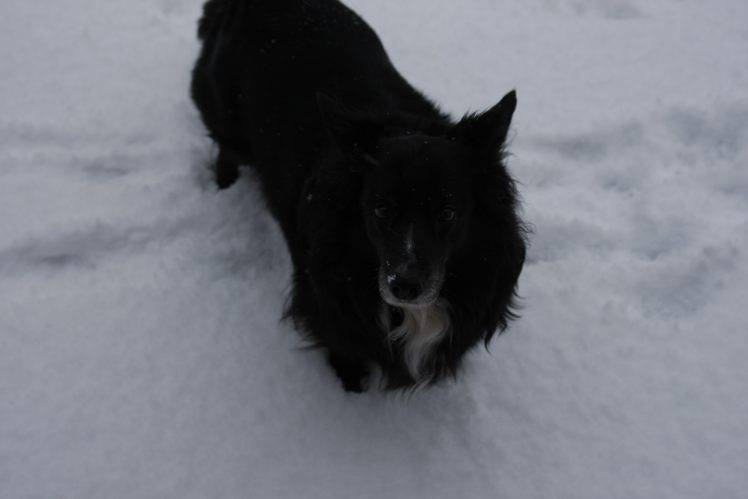 dog, Snow, Animals HD Wallpaper Desktop Background