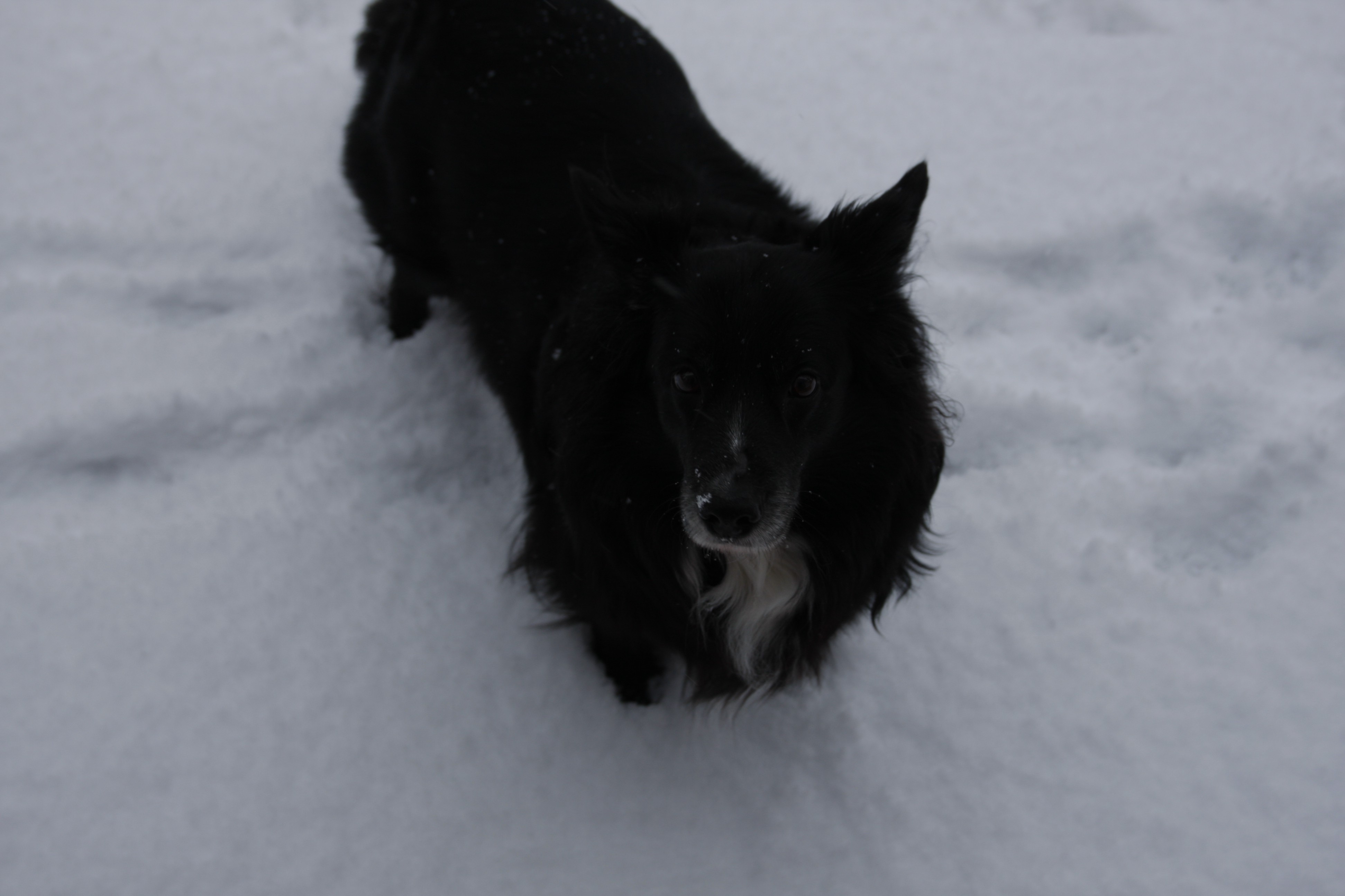 dog, Snow, Animals Wallpaper