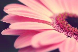 closeup, Flowers, Pink