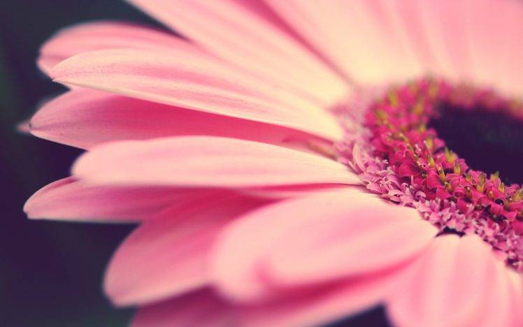 closeup, Flowers, Pink HD Wallpaper Desktop Background
