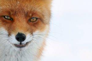 animals, Fox, White Background