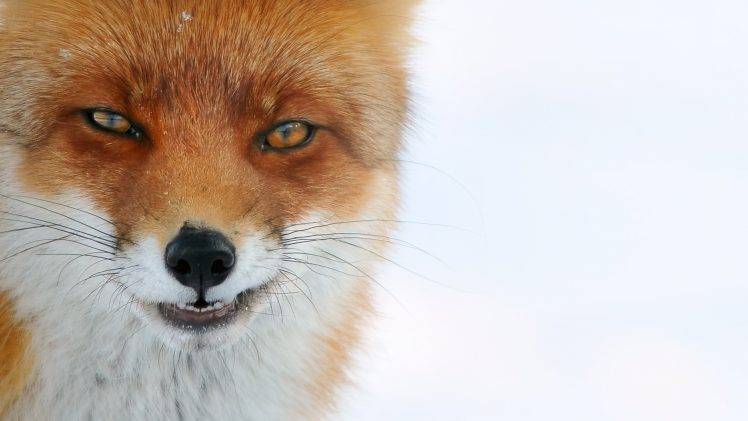 animals, Fox, White Background HD Wallpaper Desktop Background