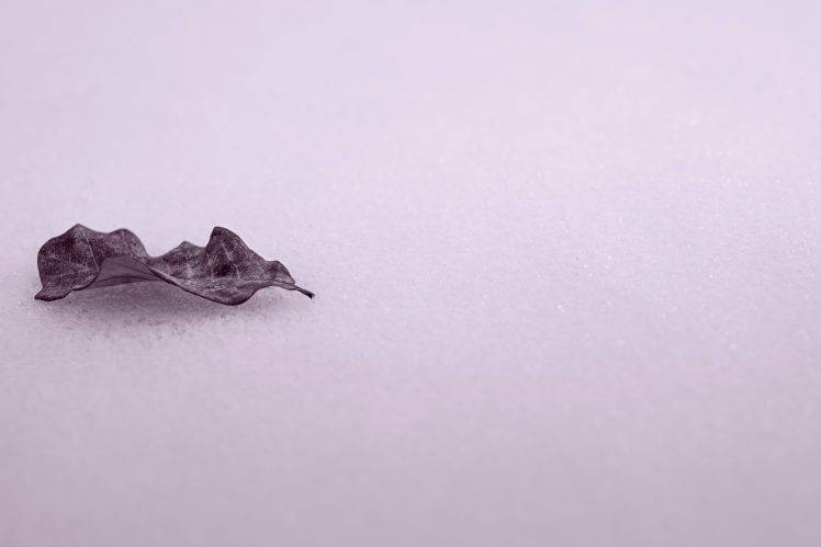 nature, Winter, Snow, Minimalism, Leaves, Frost HD Wallpaper Desktop Background